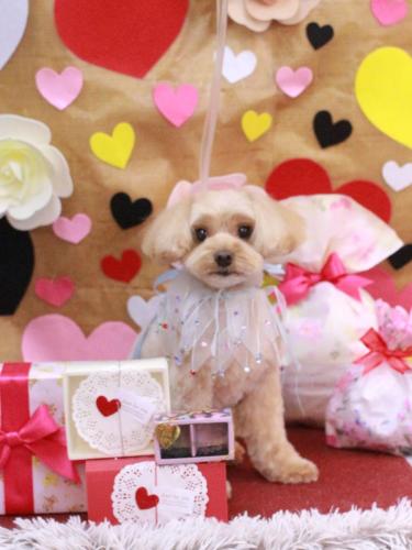 20230208ショコラくん